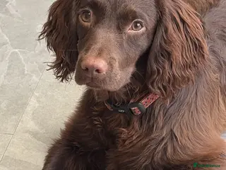 Cocker Spaniel dogs Working cocker female - Advert 3