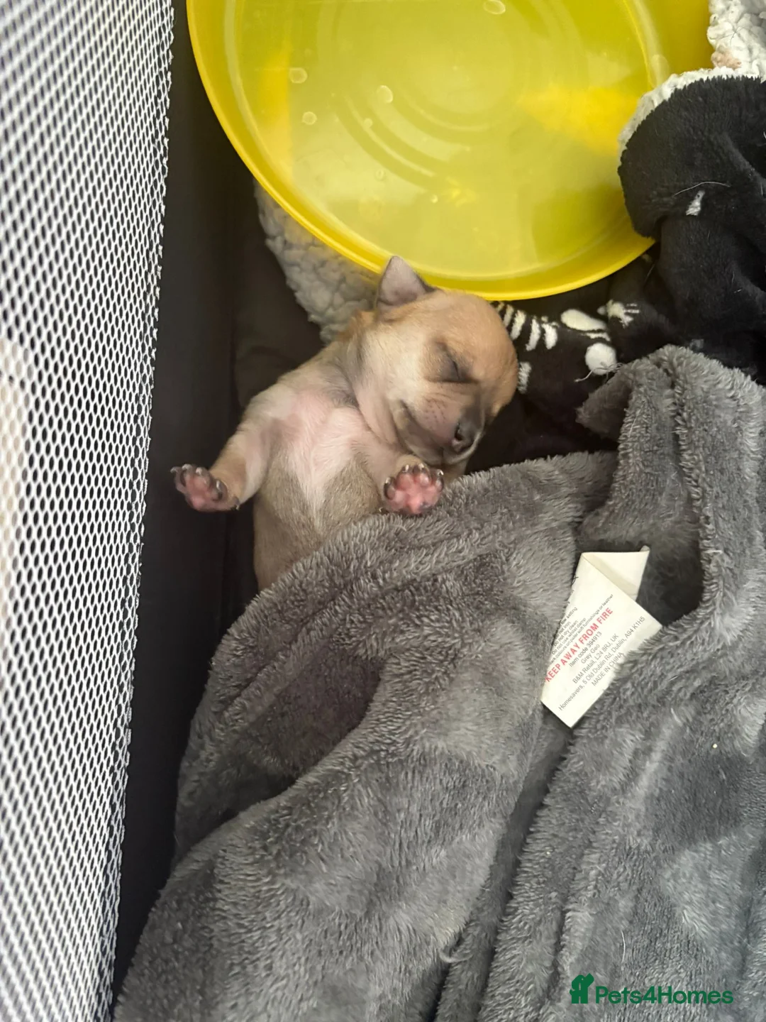 Chihuahua dogs for stud: Chihuahua for Stud - Advert 13