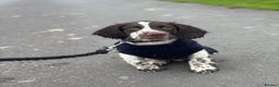 English Springer Spaniel dogs for sale: 12 week old springer spaniel  - Advert 1
