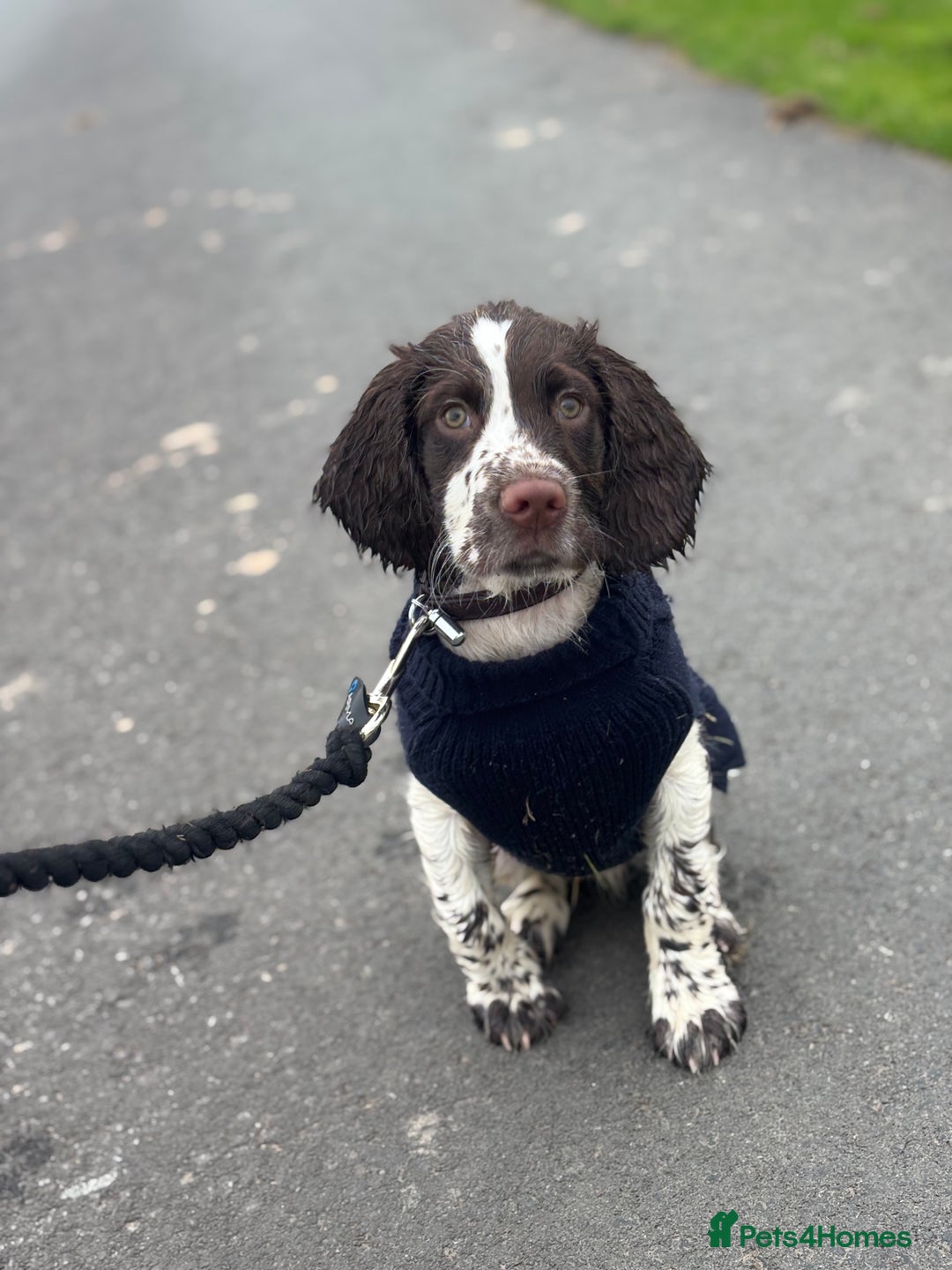 English Springer Spaniel dogs for sale: 12 week old springer spaniel  - Image 1