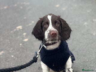English Springer Spaniel dogs - Advert 22