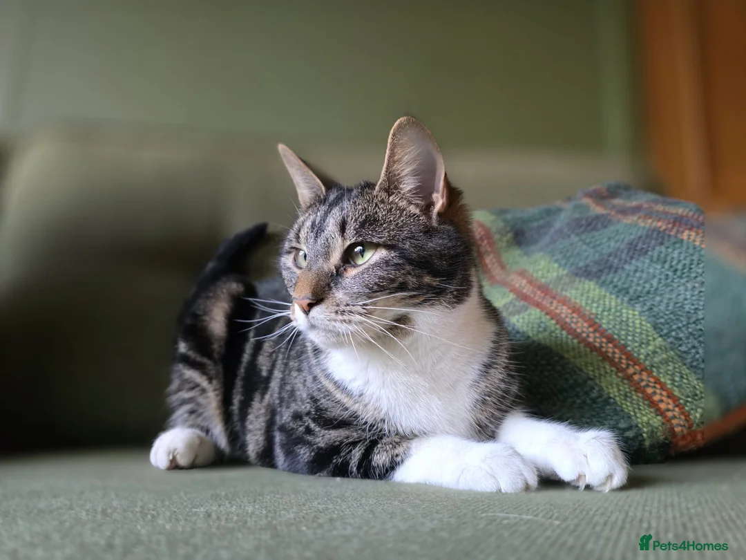 Domestic Shorthair cats for sale: 🌞Beautiful Maud looking for new home🌞 - Advert 1