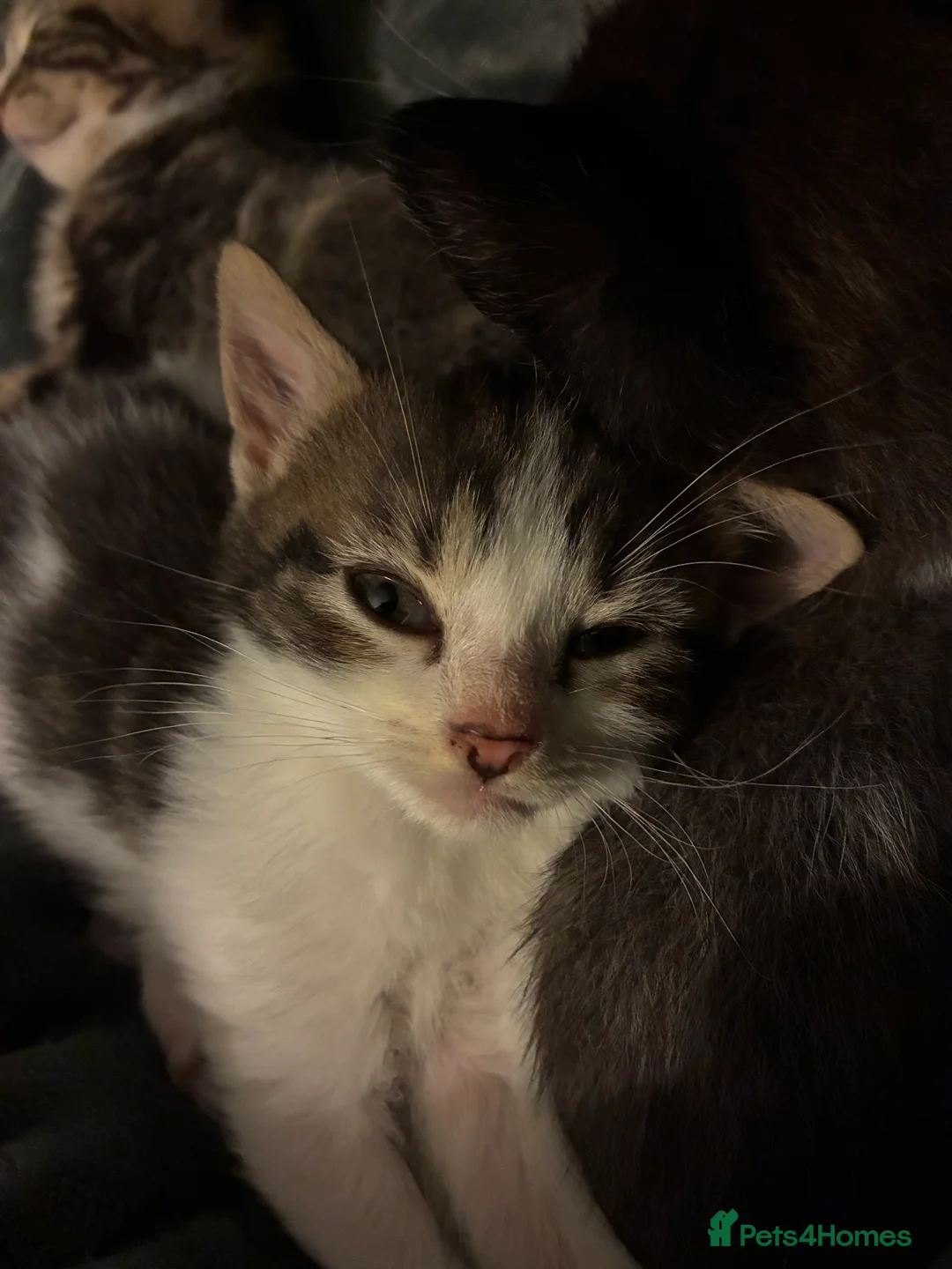 Domestic Shorthair cats for sale: Beautiful grey kittens  - Advert 2