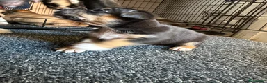 Staffordshire Bull Terrier 6