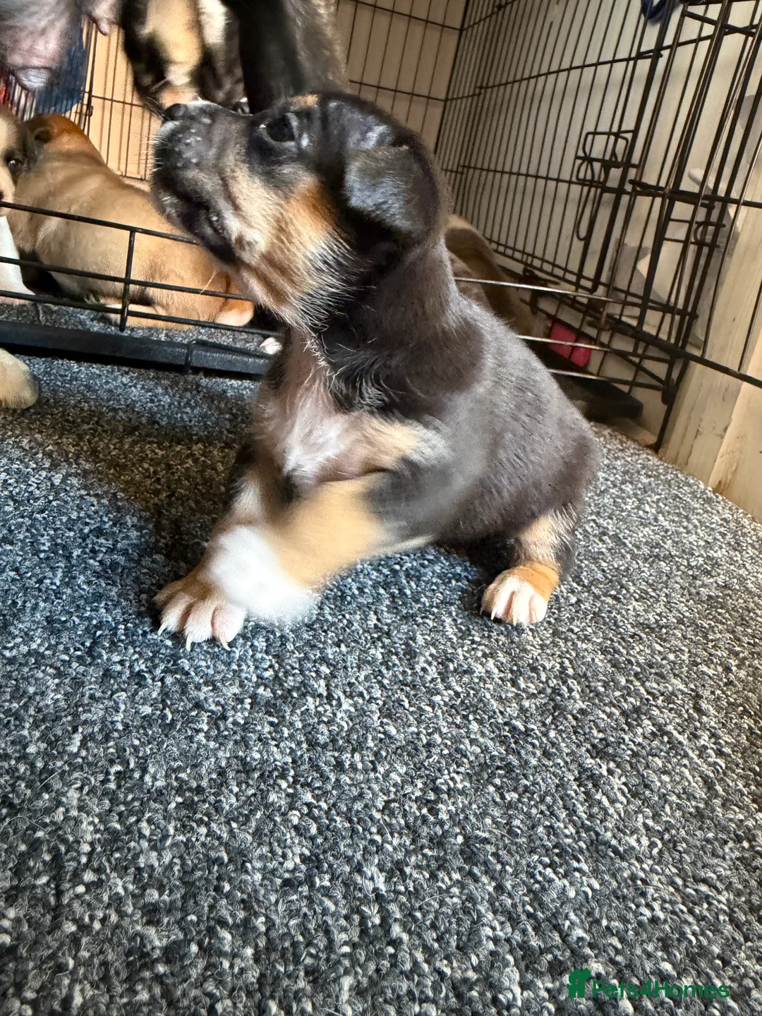 Staffordshire Bull Terrier dogs for sale: Staffy pups  - Advert 2