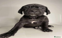 Cane Corso dogs for sale: Cane Corso Puppies  - Image 2