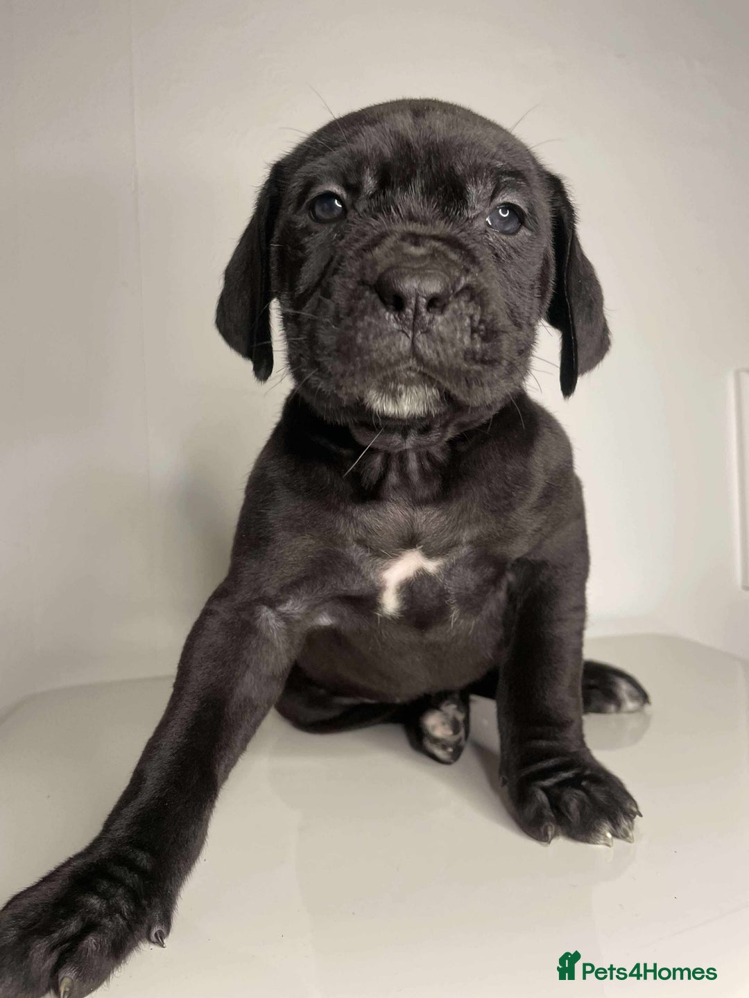 Cane Corso dogs for sale: Cane Corso Puppies  - Image 2
