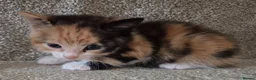 Mixed Breed cats for sale: 7 kittens for sale in Lincoln - Advert 6