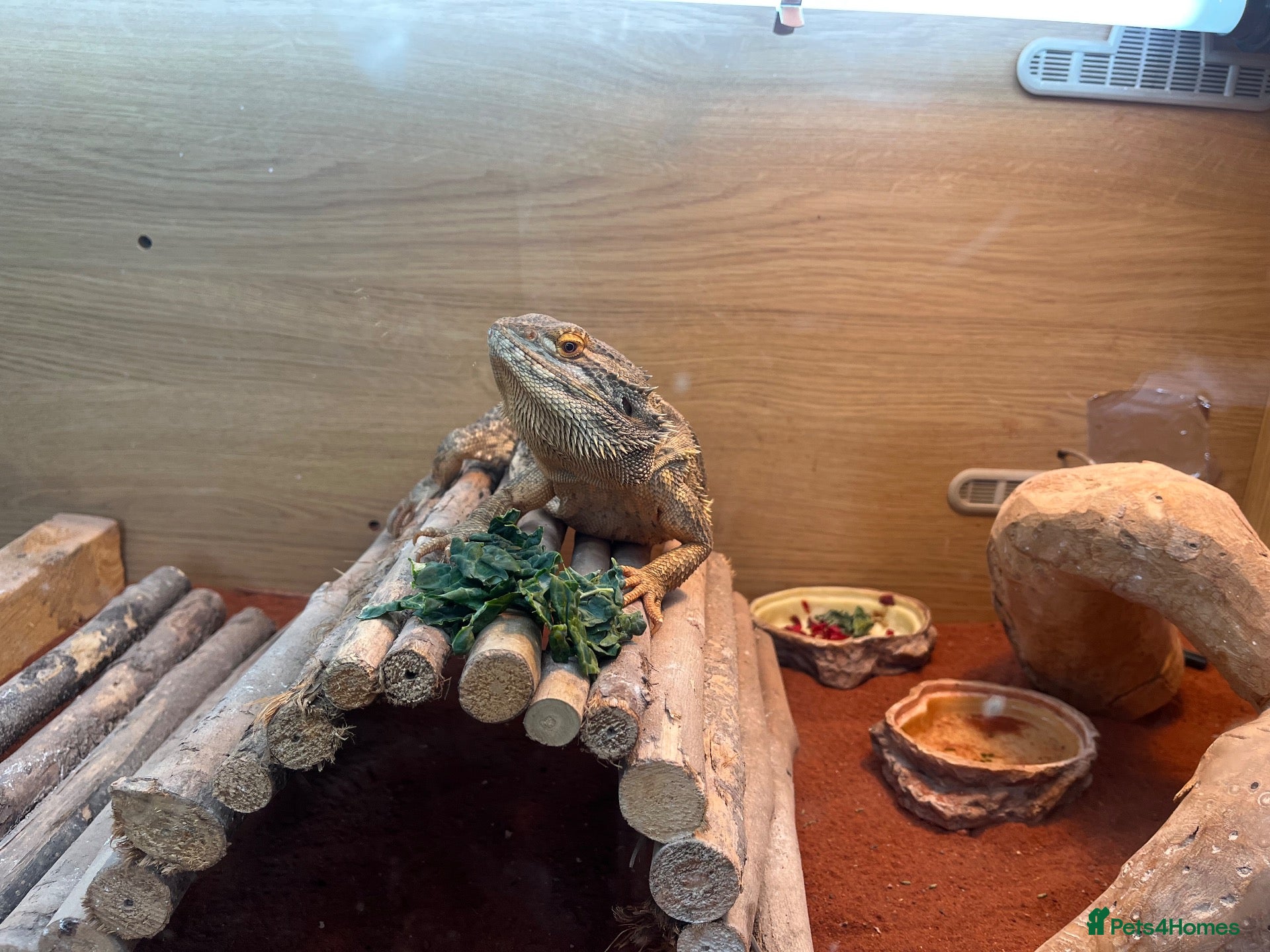 Bearded Dragon reptiles Orange and blue bearded dragon - Advert 2