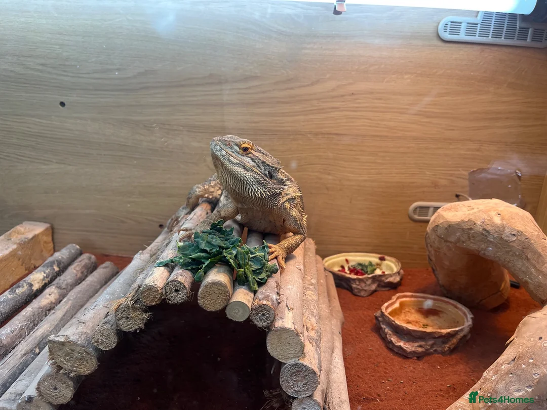 Bearded Dragon reptiles for sale: Orange and blue bearded dragon - Advert 1