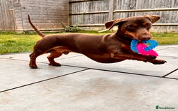 Miniature Dachshund dogs for stud: ⭐️⭐️⭐️KC MINIATURE DACHSHUND FOR STUD⭐️⭐️  in Southampton - Image 7