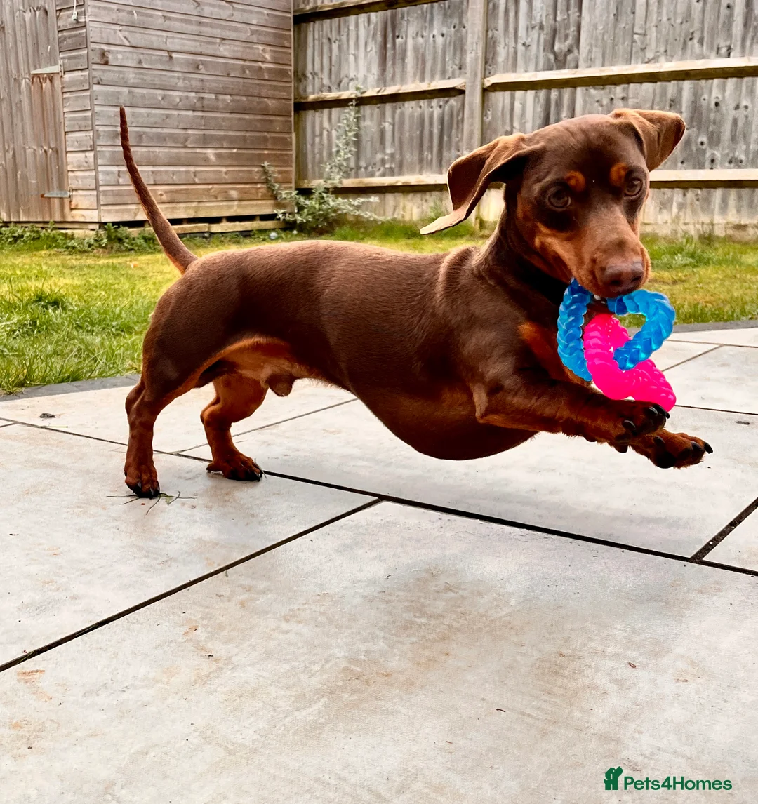Miniature Dachshund dogs for stud: ⭐️⭐️⭐️KC MINIATURE DACHSHUND FOR STUD⭐️⭐️  in Southampton - Advert 7