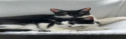 Mixed Breed cats for sale: Two sisters looking for their forever homes - Advert 4