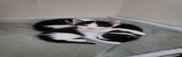 Mixed Breed cats for sale: 3 male black and white kittens 😸  - Advert 6