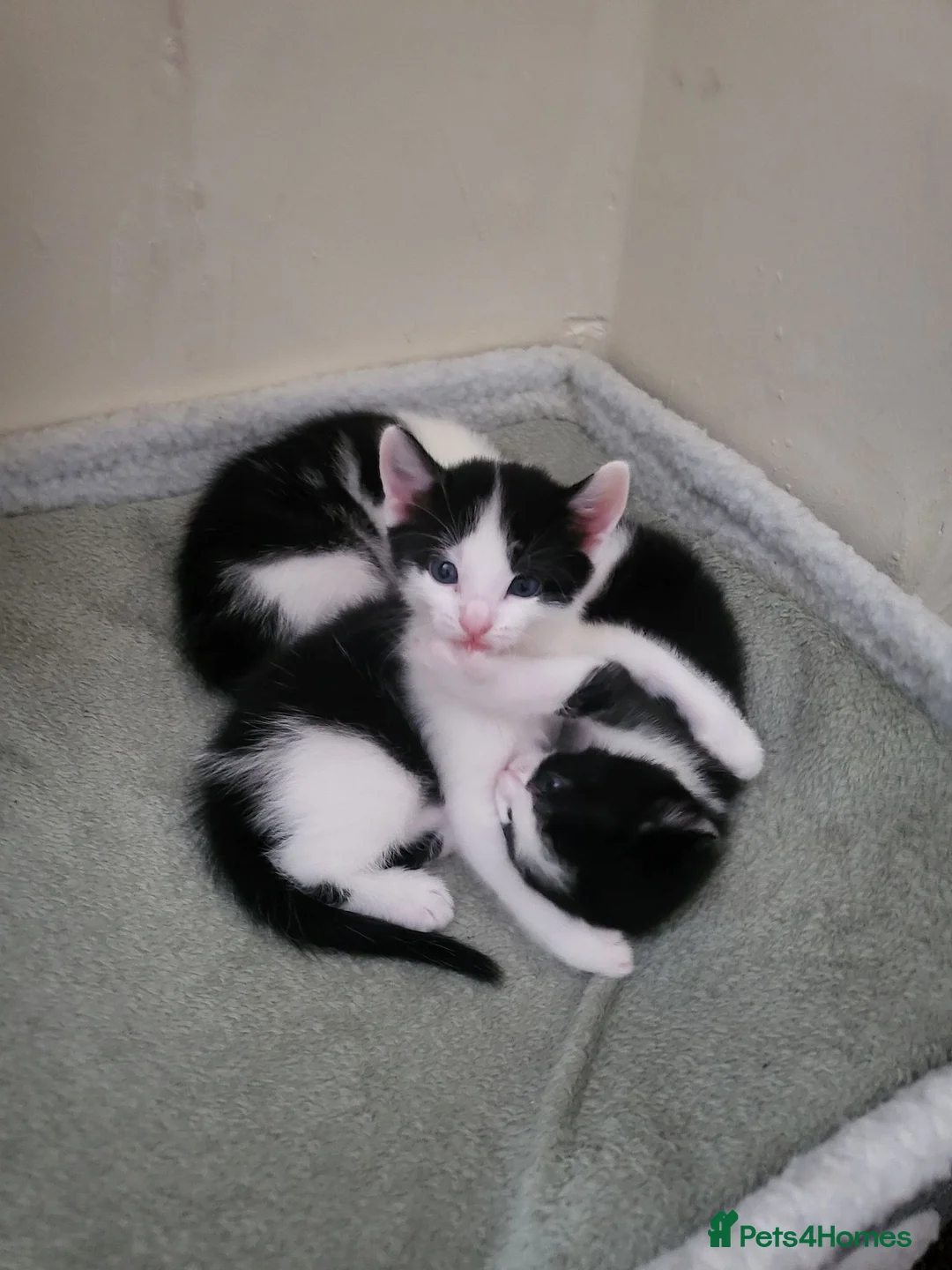 Mixed Breed cats for sale: 3 male black and white kittens 😸  - Advert 6
