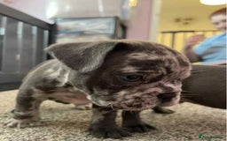 French Bulldog dogs for sale: French bulldogs puppies ready for new home - Image 1