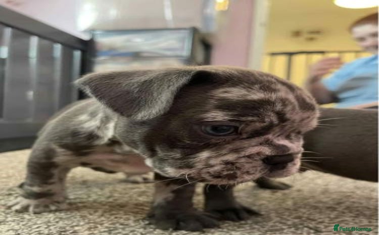 French Bulldog dogs - Advert 1