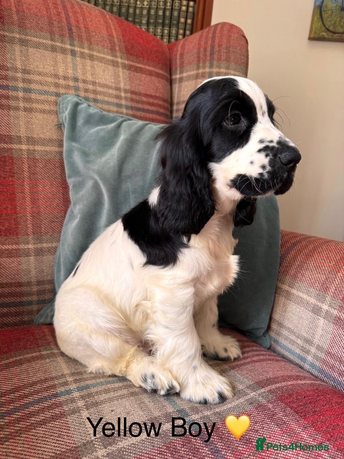 Cocker Spaniel dogs KC reg, health tested, show type cocker spaniels - Advert 1