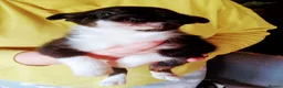 Border Collie dogs for sale: Beautiful Collie pups  - Advert 2