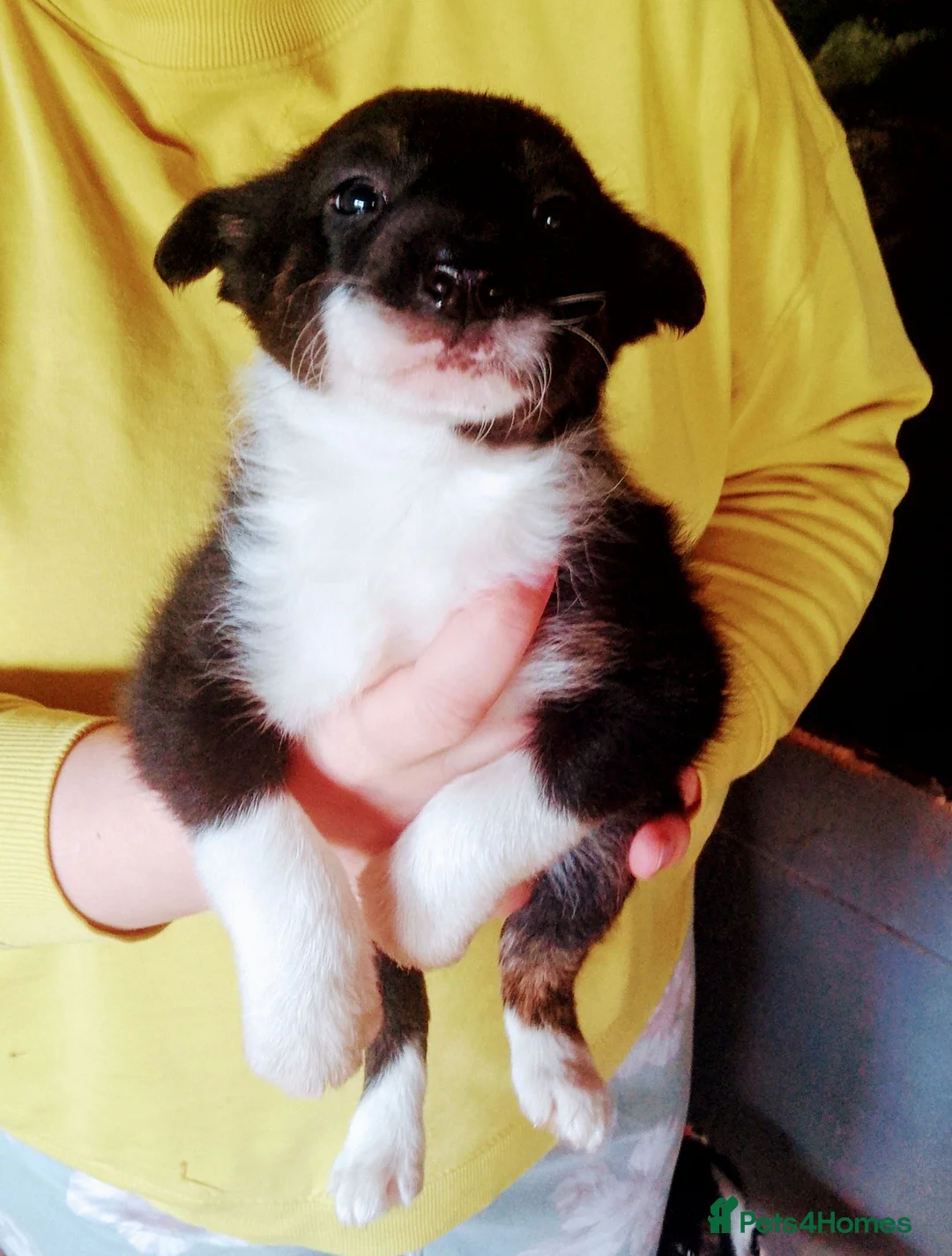 Border Collie dogs for sale: Beautiful Collie pups  - Advert 2