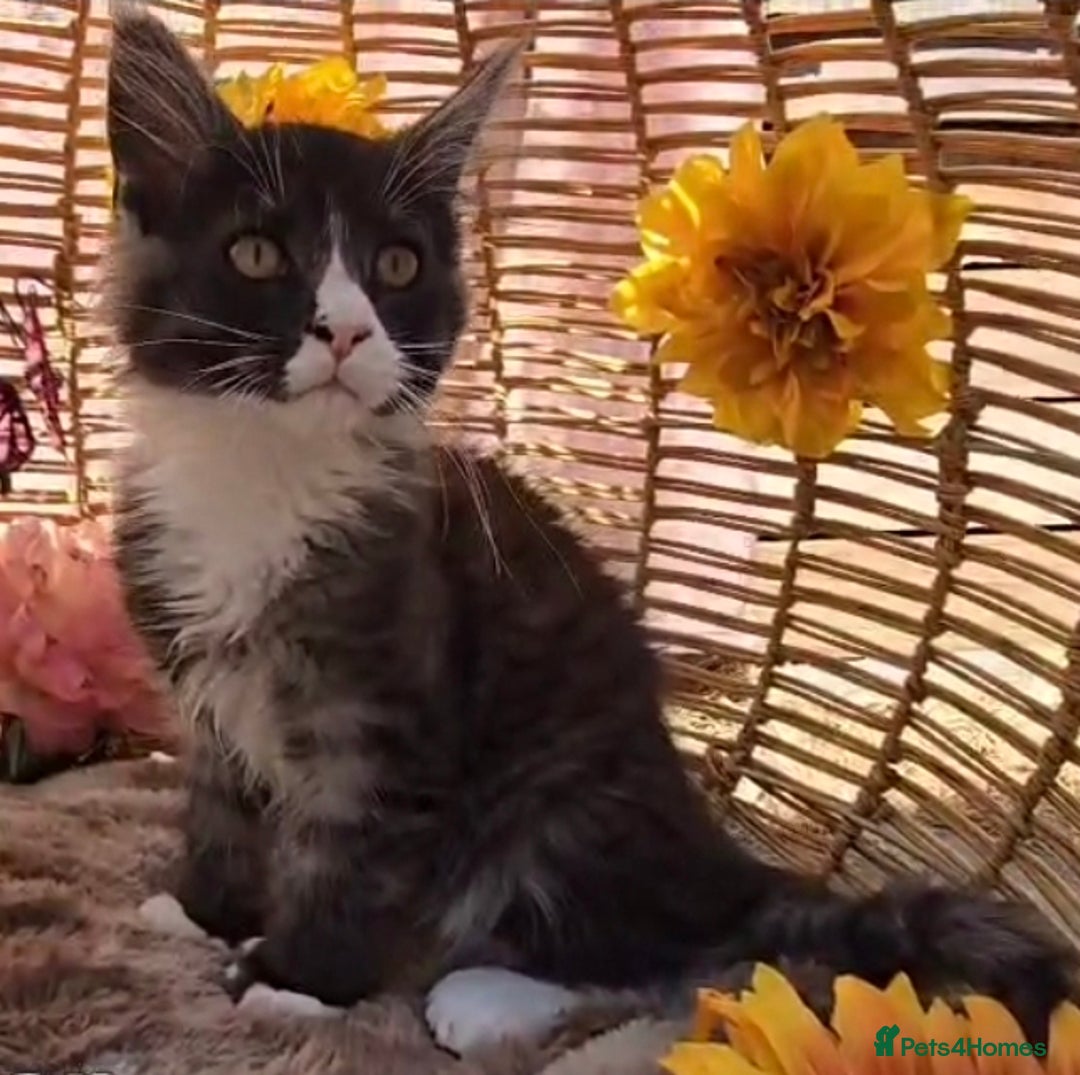 Maine Coon cats for sale: VARIOUS FULL PEDIGREE MAINE COON KITTENS FOR SALE in Rotherham - Image 1