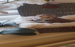 Scottish Fold cats for sale: 😻 Adorable Scottish Fold Kittens For Sale😻 - Image 10