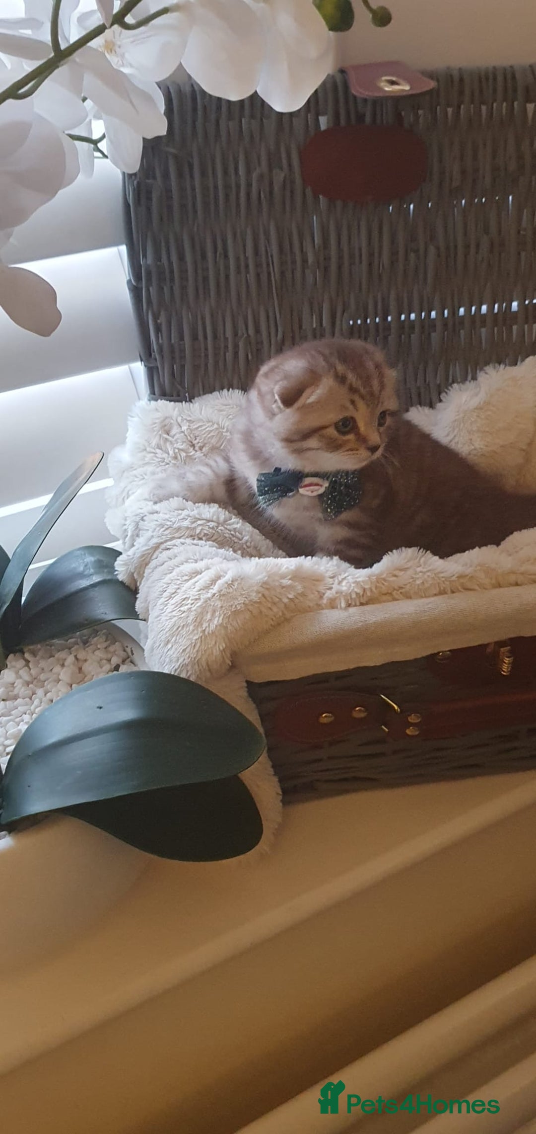 Scottish Fold cats for sale: 😻 Adorable Scottish Fold Kittens For Sale😻 - Image 10