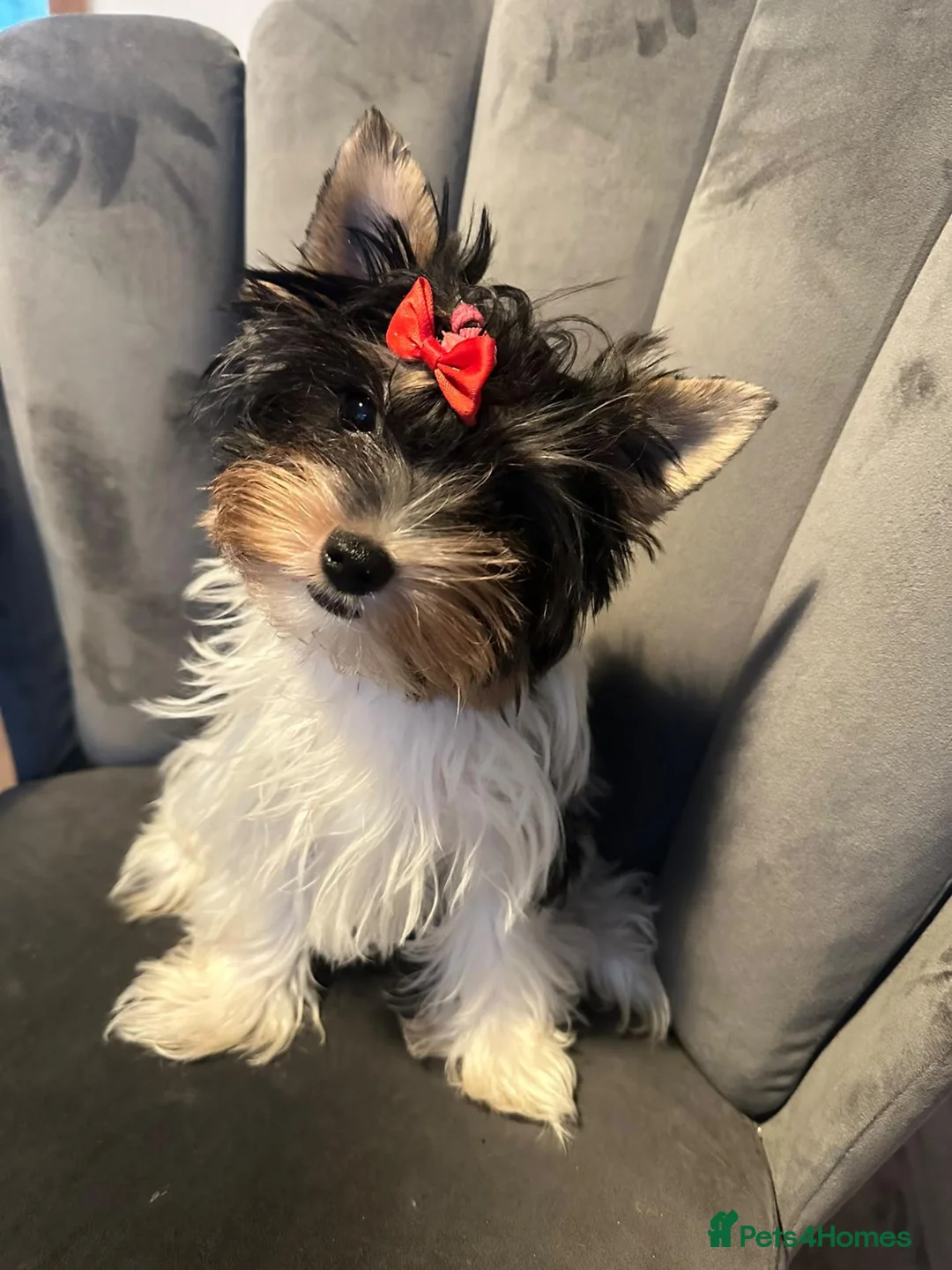 Biewer Terrier dogs for sale: Roxy tiny  **  Yorkshire terrier biewer  in Manchester - Advert 2
