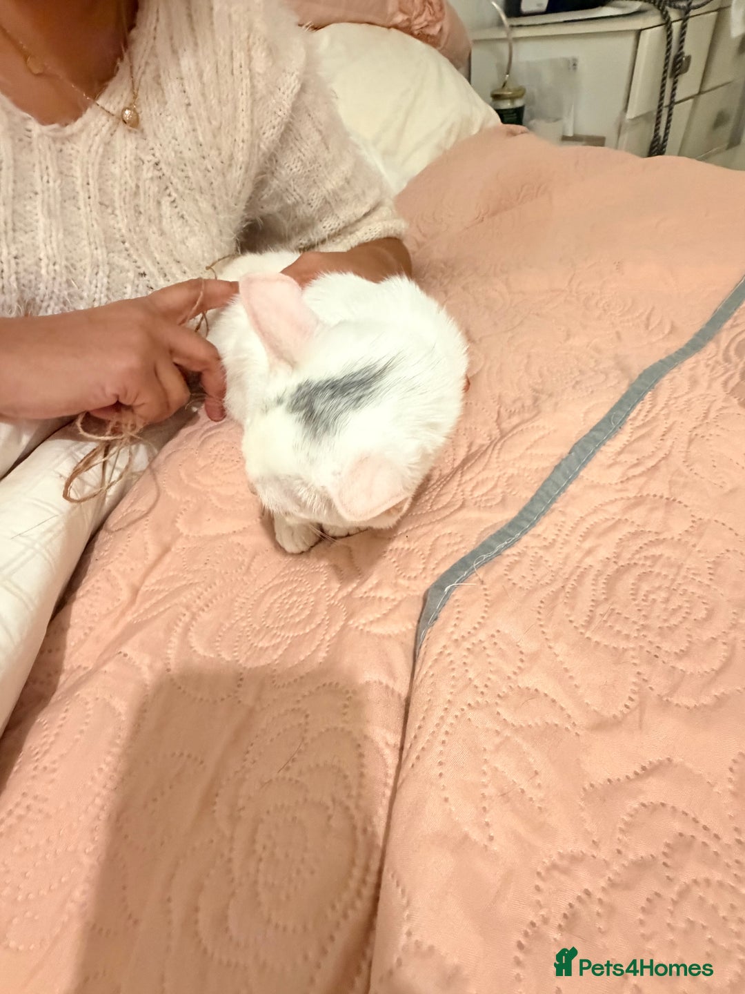 Turkish Van cats for sale: White Turkish Van Kitten: Playful, Cuddly & Ready - Advert 5