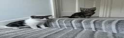 Norwegian Forest Cat cats for sale: Gorgeous Norwegian Forest Cat Cross Kittens - Advert 10