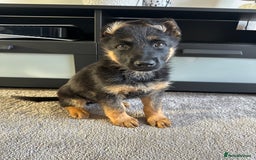 German Shepherd dogs for sale: Full Pedigree German Shepherd- Show Quality  - Image 2