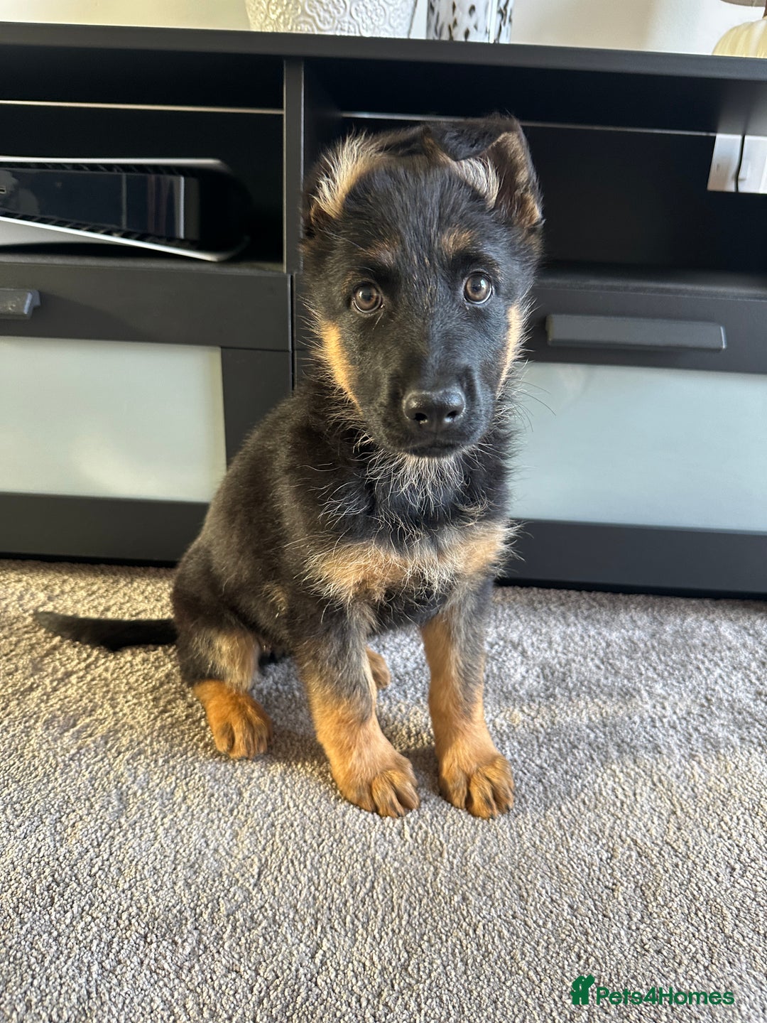 German Shepherd dogs for sale: Full Pedigree German Shepherd- Show Quality  - Image 2
