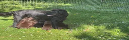 Flat coated Retriever dogs for sale: Gorgeous liver and black Flatcoat Retrievers - Advert 12