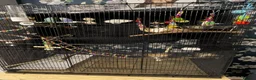 Budgerigars birds for sale: 2 young males in Havant - Advert 3