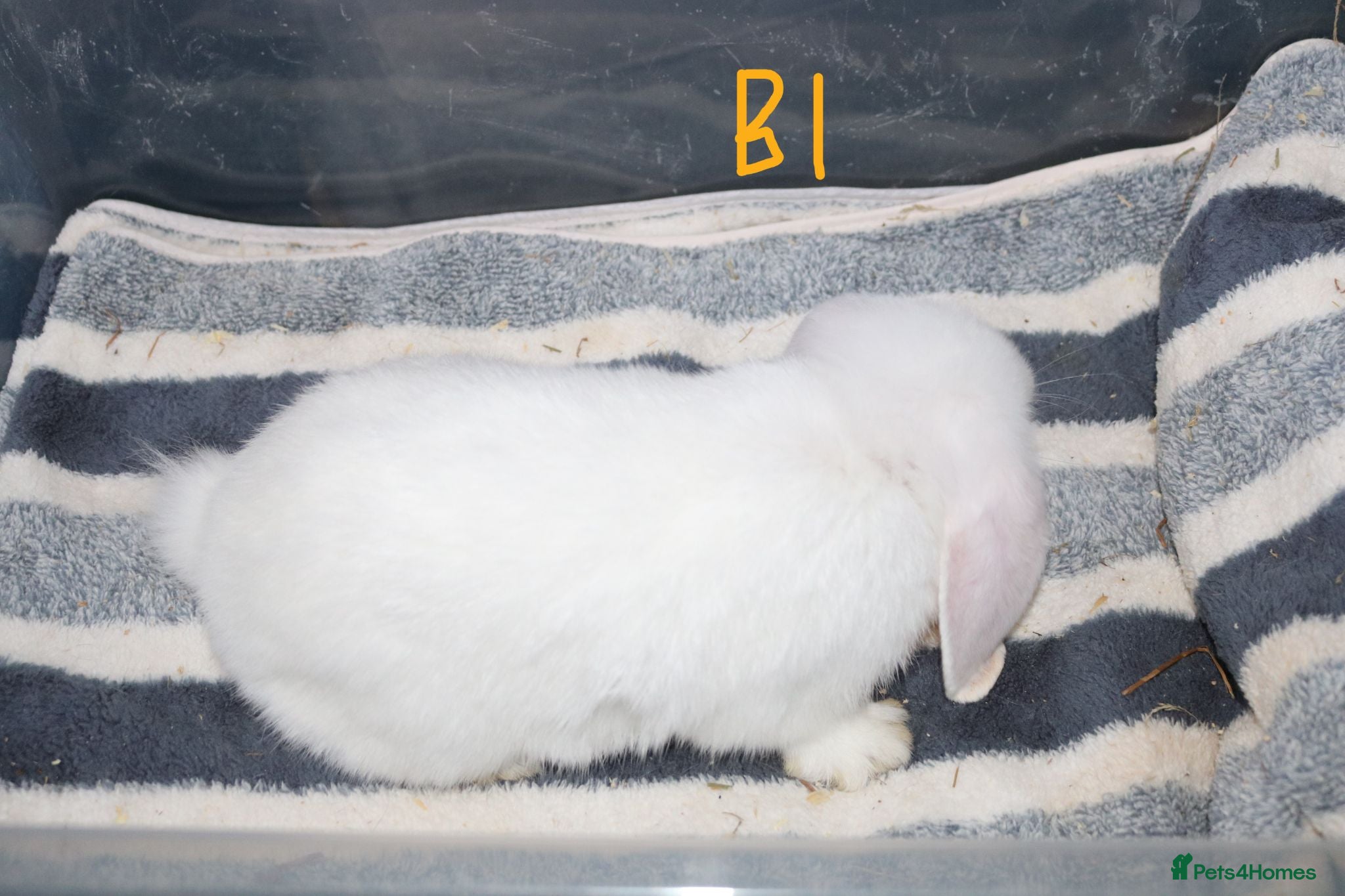 Mini Lop rabbits Stunning Mini Lops - Bucks - Advert 2