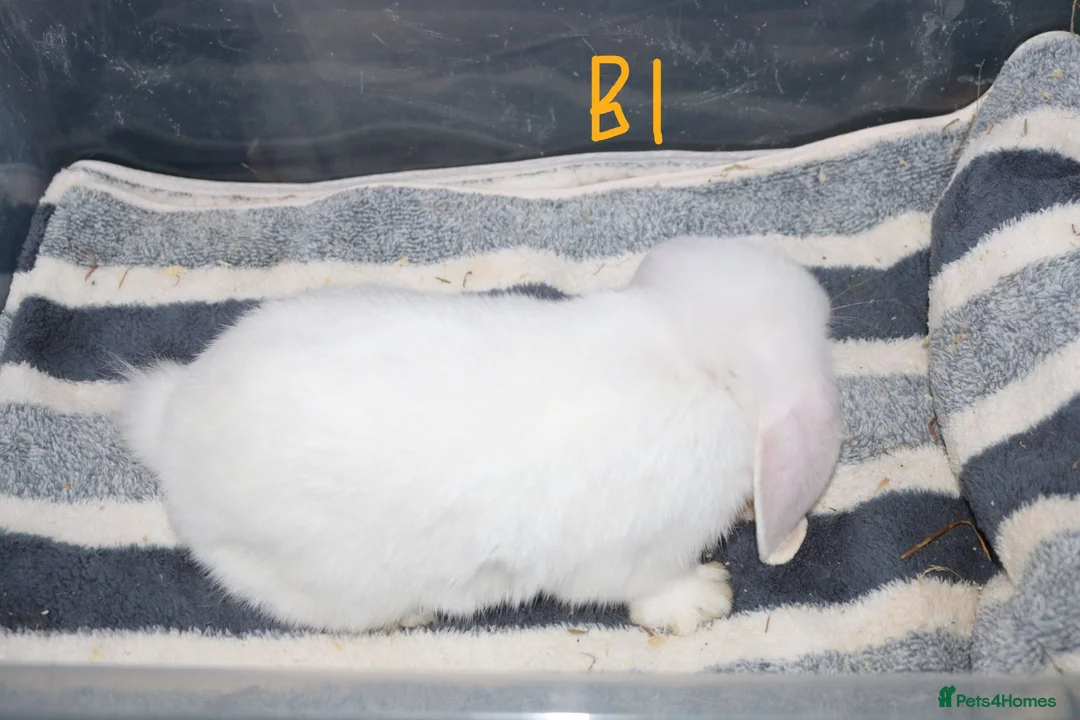 Mini Lop rabbits for sale: Stunning Mini Lops - Bucks - Advert 2