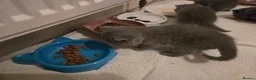 British Shorthair cats for sale: Beautiful  British Shorthair Kittens in Bournemouth - Advert 13