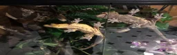 Gecko reptiles for sale: Stunning pair of breeding crested geckos with viv - Advert 2