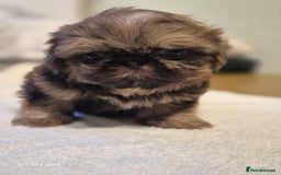 Shih Tzu dogs for sale: Outstanding Imperial Shih Tzu Pups - Image 28