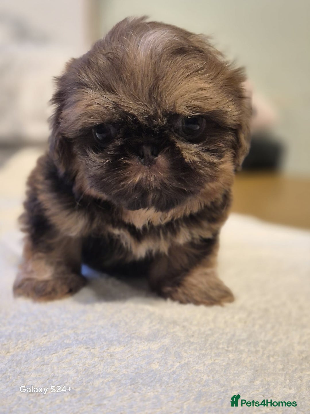 Shih Tzu dogs for sale: Outstanding Imperial Shih Tzu Pups - Image 28