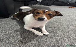 Jack Russell dogs for sale: Andalusian Terrier - Image 1