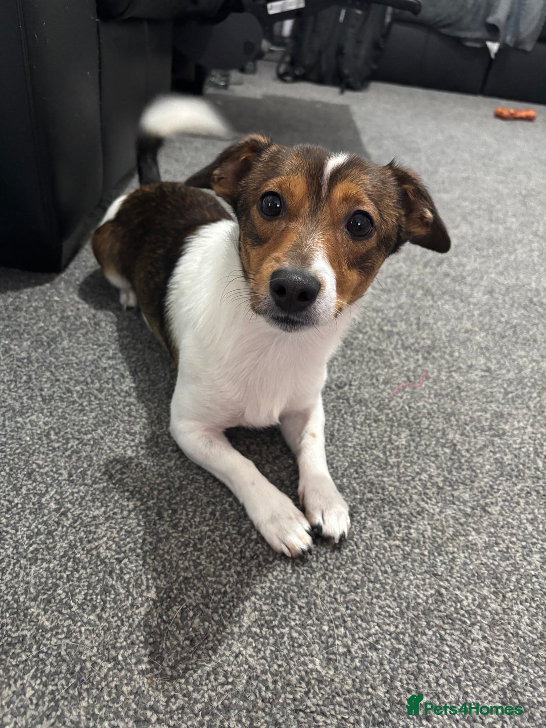 Jack Russell dogs for sale: Andalusian Terrier - Image 1