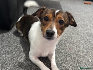 Jack Russell dogs for sale - Advert 1