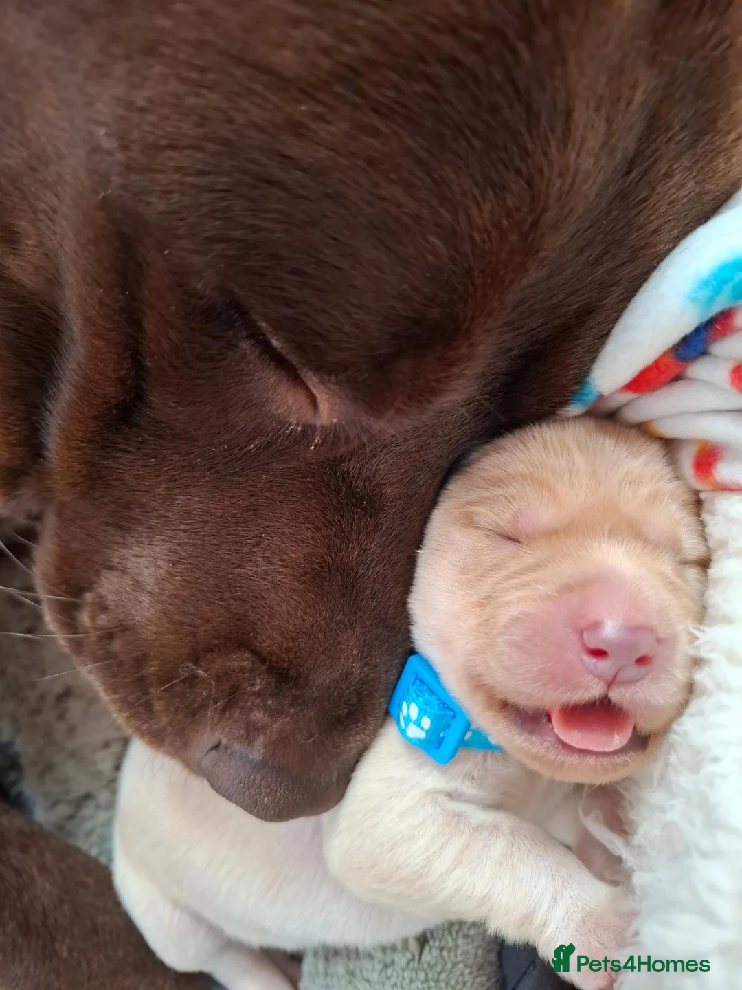 Labrador Retriever dogs for sale: 4 beautiful labrador puppies 1 dog ,3 bitches - Advert 25