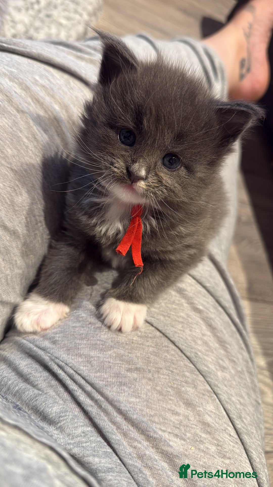 Maine Coon cats for sale: Beautiful GCCF registered Maine coon Kittens  - Advert 2