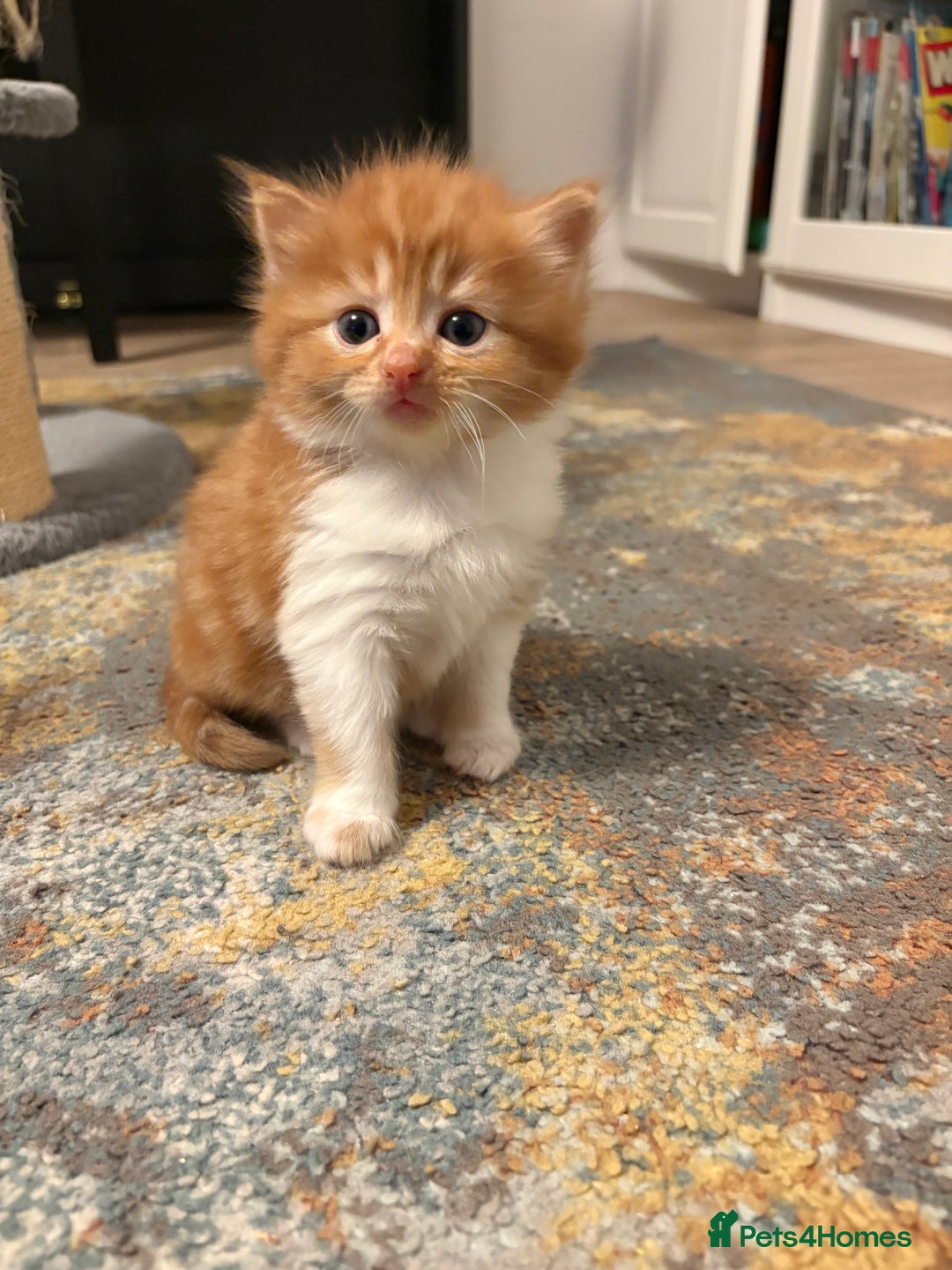 Mixed Breed cats for sale: Now Reserved Beautiful Ginger Male Kitten 4 weeks - Advert 20
