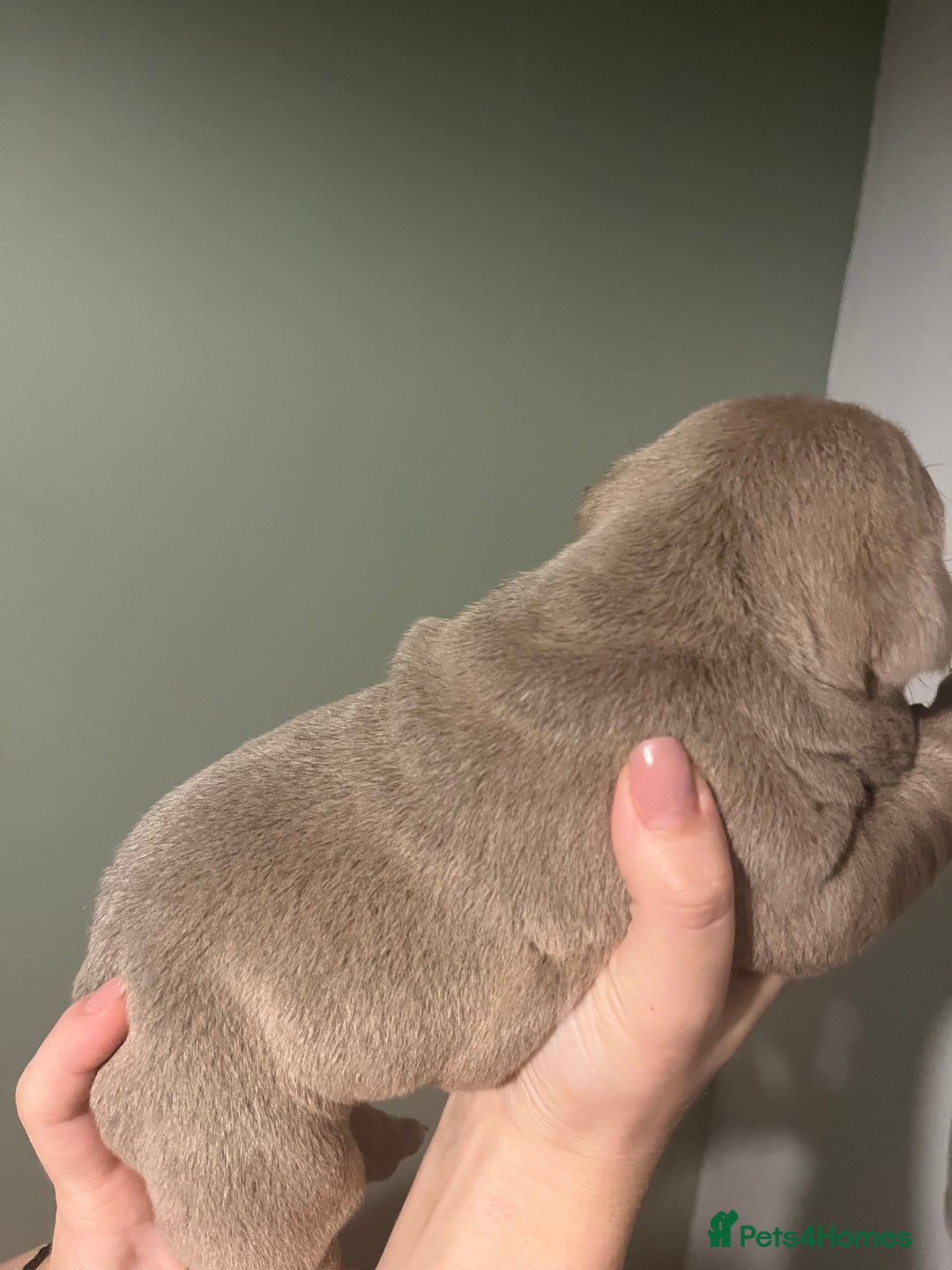 Olde English Bulldogge dogs for sale: Old English bulldog  - Advert 13