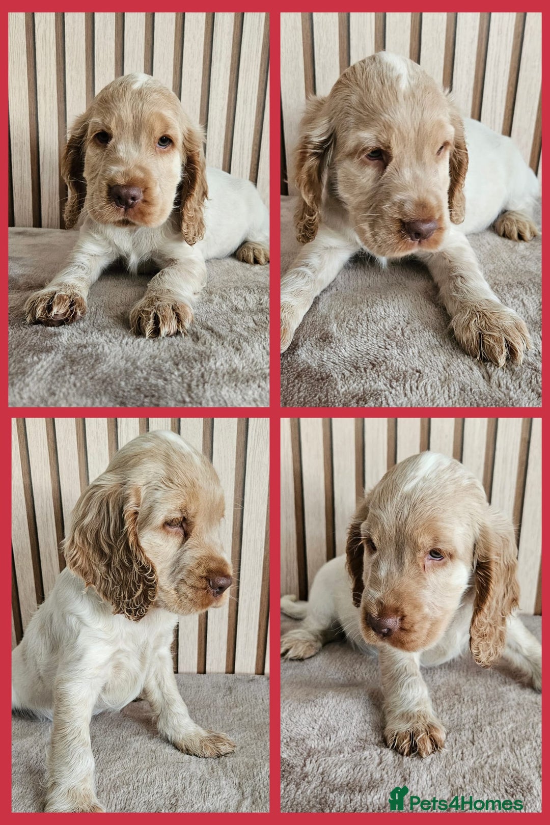 Cocker Spaniel dogs for sale: BEAUTIFUL SHOW COCKER SPANIEL PUPPIES - Advert 9