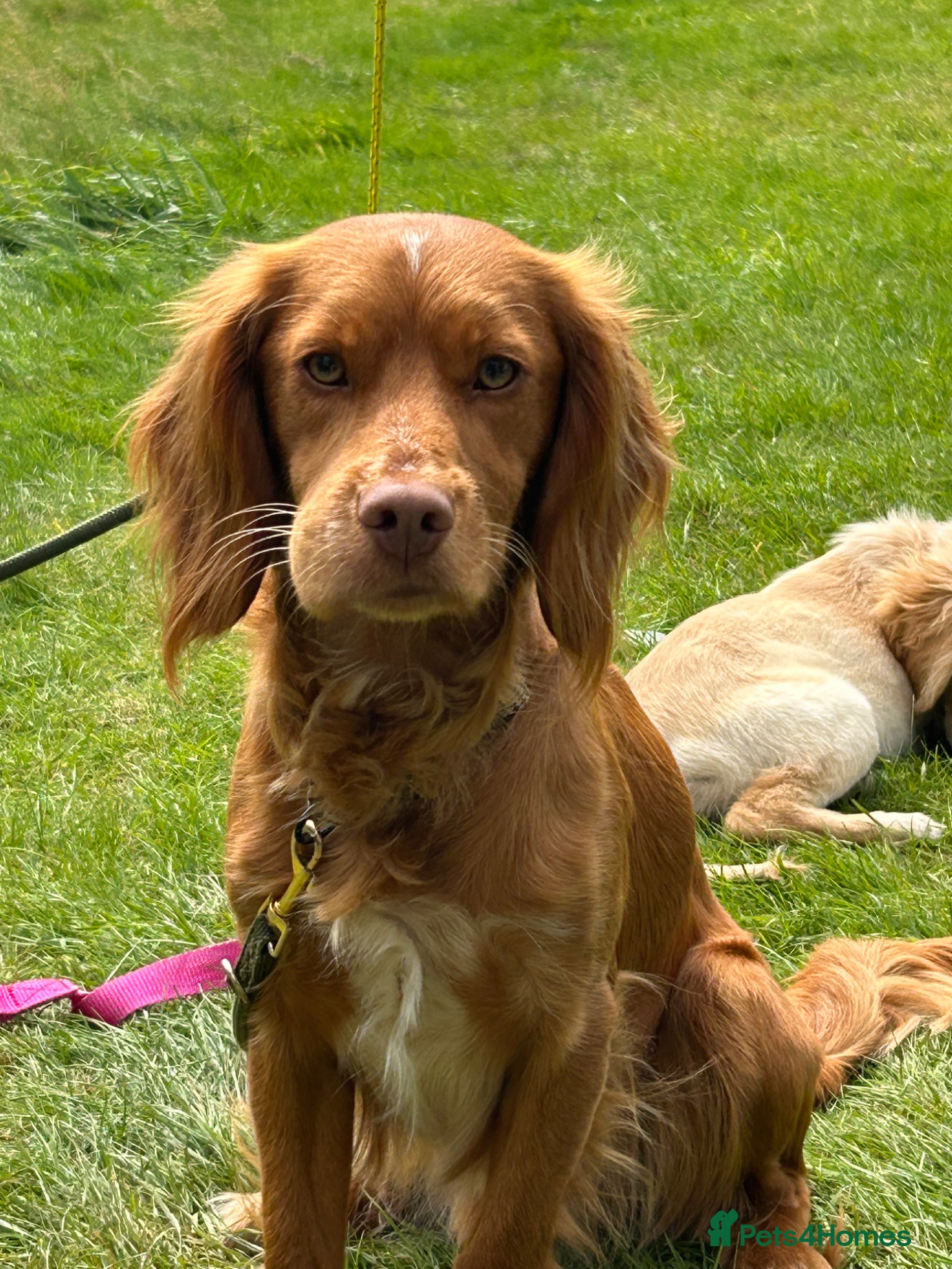 Cocker Spaniel dogs Looking to rehome my 2 nearly 3 year old cocker  - Advert 2
