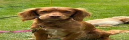 Cocker Spaniel dogs for sale: Looking to rehome my 2 nearly 3 year old cocker  - Advert 1